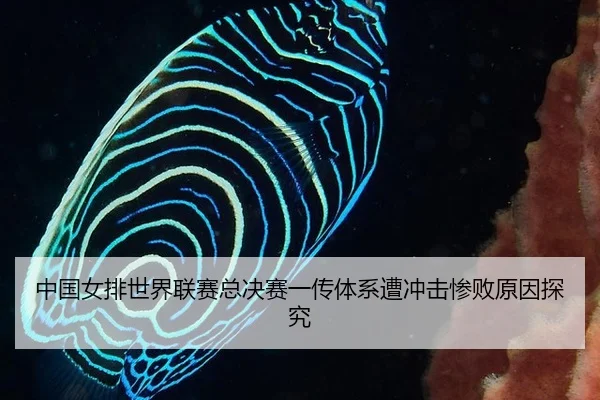中国女排世界联赛总决赛一传体系遭冲击惨败原因探究